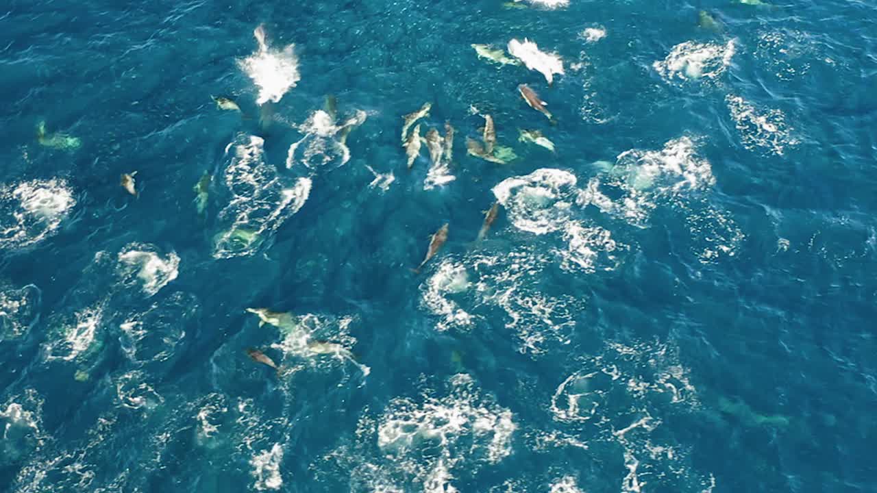 남아프리카에서 물고기를 공격하고 사냥하는 돌고래의 공중 클로즈업