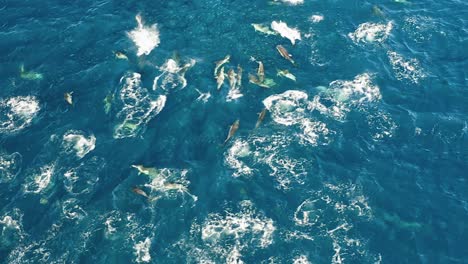 aerial close up of dolphins attacking and hunting fish in south africa