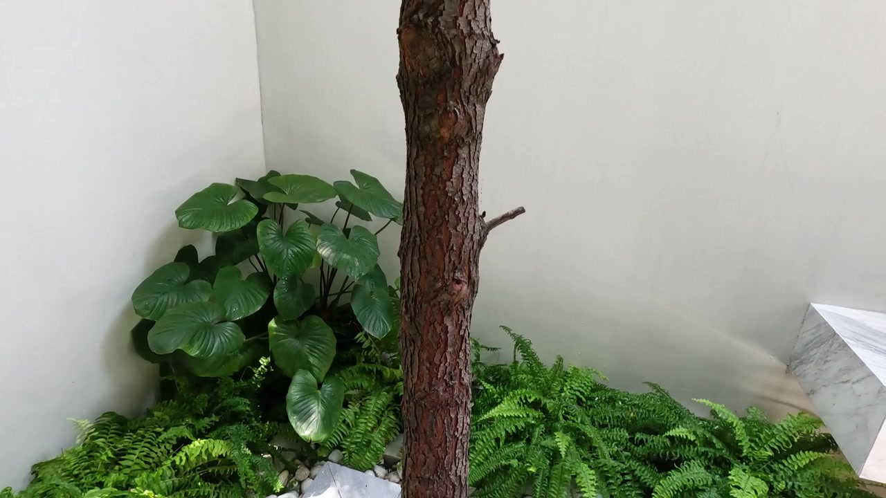 Una fluida inclinazione verso il basso da un'angolazione bassa rivela un tronco d'albero e piante verdi lussureggianti all'aperto.