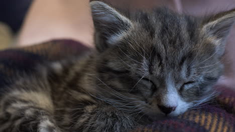 striped tabby kitten sleeping on blanket