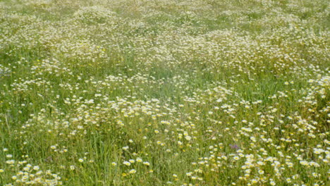 a field of blooming daisies swaying gently under the summer sun, creating a sea of vibrant colours