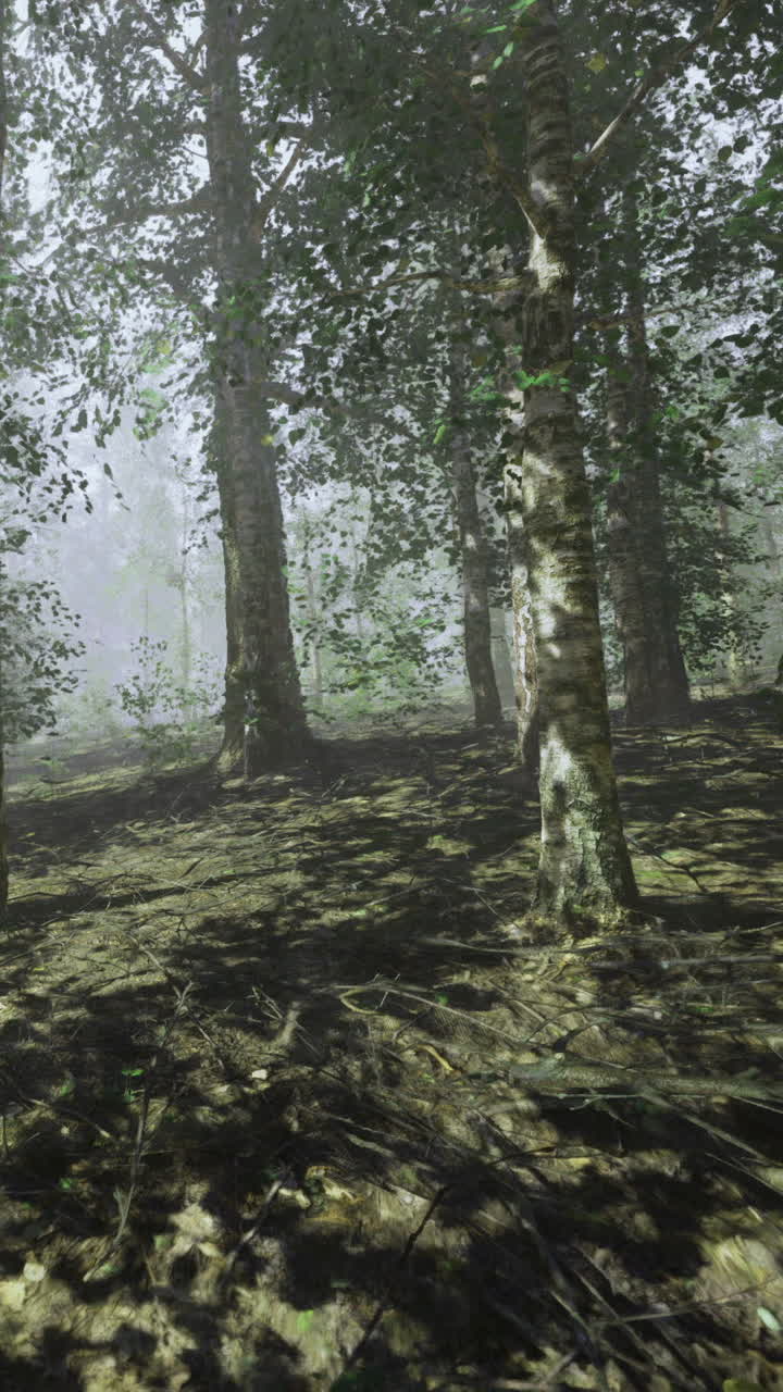 Foresta con nebbia e alberi alti di giorno in un ambiente tranquillo