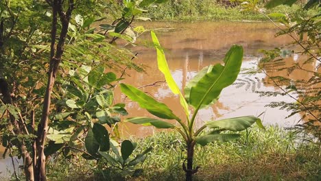 Toma-A-Cámara-Lenta-De-La-Orilla-Del-Río-Con-Mariposa