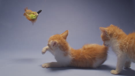 pair of cute orange kittens play with a feather toy and wrestle with each other in slow motion against a blue backdrop. they are adorable, but not as tough as they think they are.