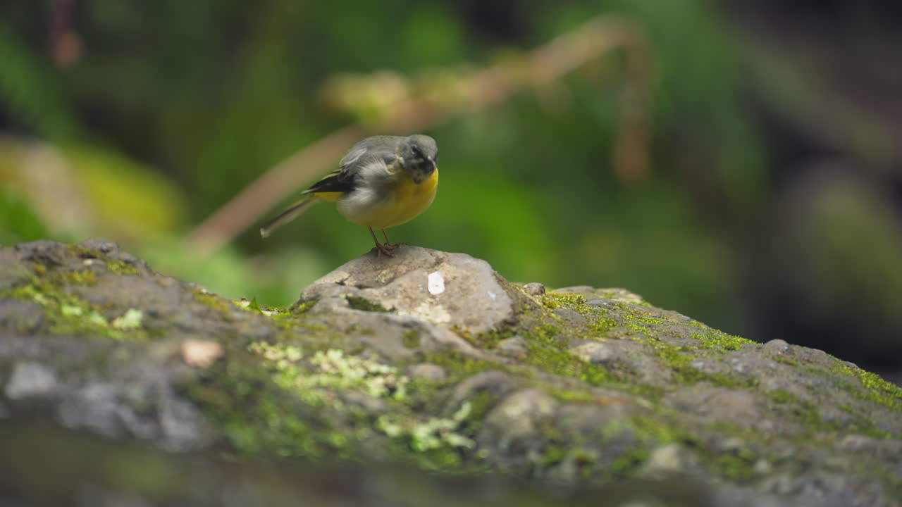 Grey Wagtail (Motacilla cinerea) scratching and wagging its tail by stream in the Laurel forest of Madeira island, Portugal