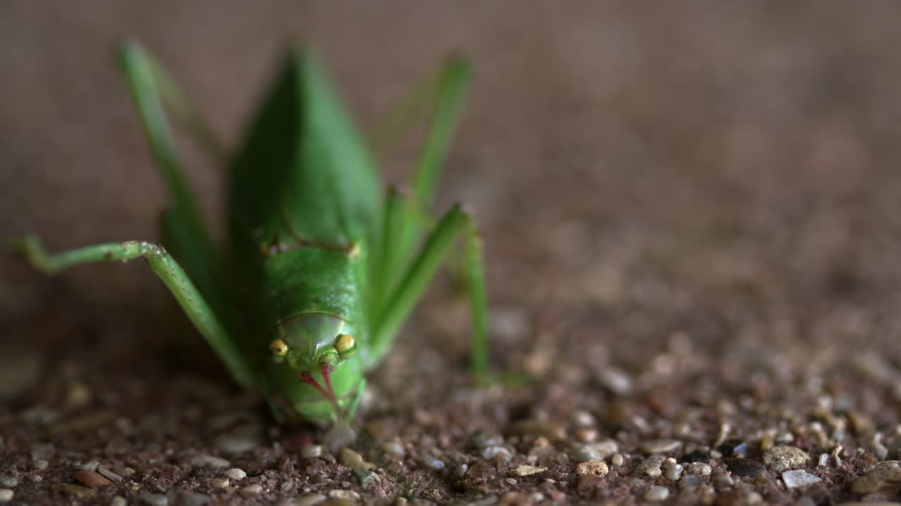 Close-up view of a green grasshopper exploring a sandy surface in natural habitat during daylight