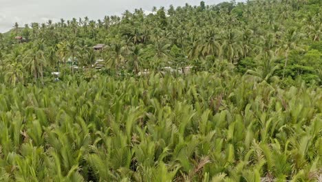 Aerial-descending-shot-over-a-nipa-palm-area-in-the-Philippines