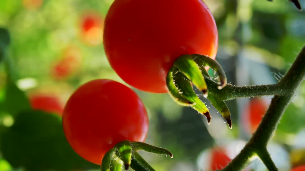 수확할 준비가 된 석양 포도나무에 있는 붉은 잘 익은 토마토 다발의 세로 샷