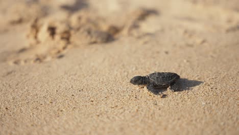 Tortuga-Bebé-Cruzando-La-Playa-Llegando-Al-Agua-Del-Océano