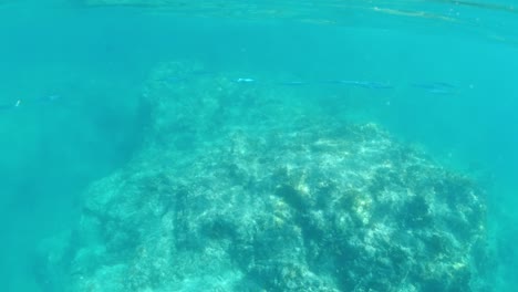 英國維珍群島 (british virgin islands) 魚群的永無止境的流動