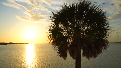 Eine-Klassische-Show-Einer-Palme,-Die-Durch-Die-Dramatischen-Farben-Eines-Sonnenuntergangs-In-Florida-Hervorgehoben-Wird