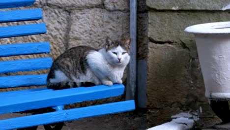 gray with white homeless cat sitting on a wooden bench in the park