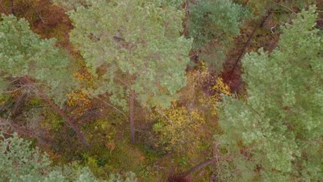 aerial view of green german forest in daylight, in needle tree forest in hamburg, germany