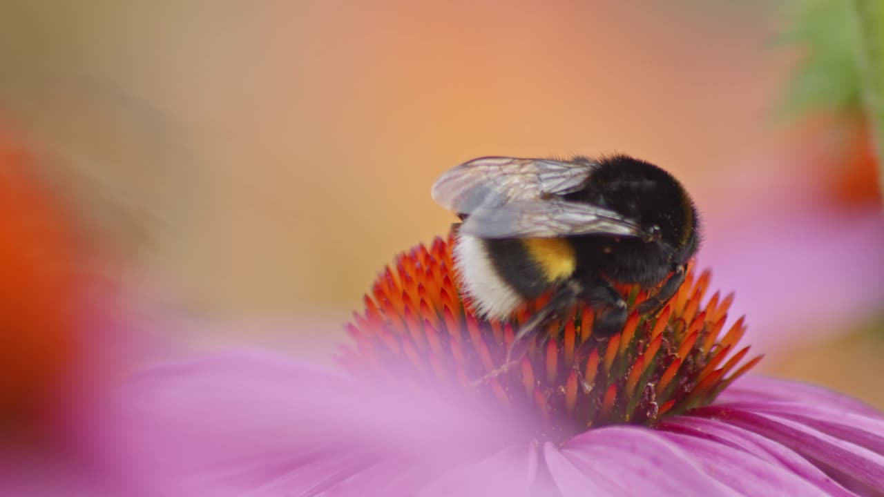 macro extremo en primer plano de un abejorro en una flor de cono púrpura en busca de comida