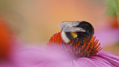 extreme macro close-up shot of a bumble bee on a purple cone flower searching for food