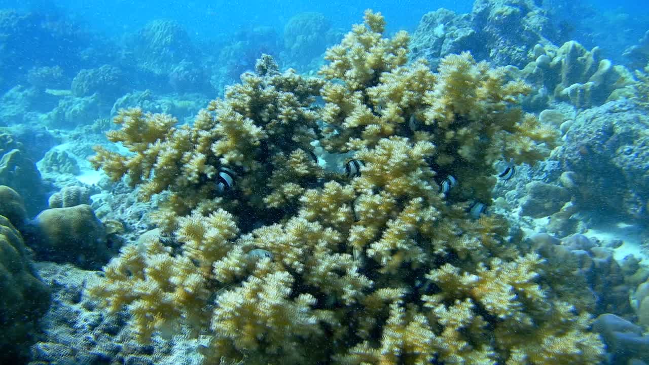 una escena durante el buceo, peces coloridos nadando cerca de un fragmento de arrecife de coral