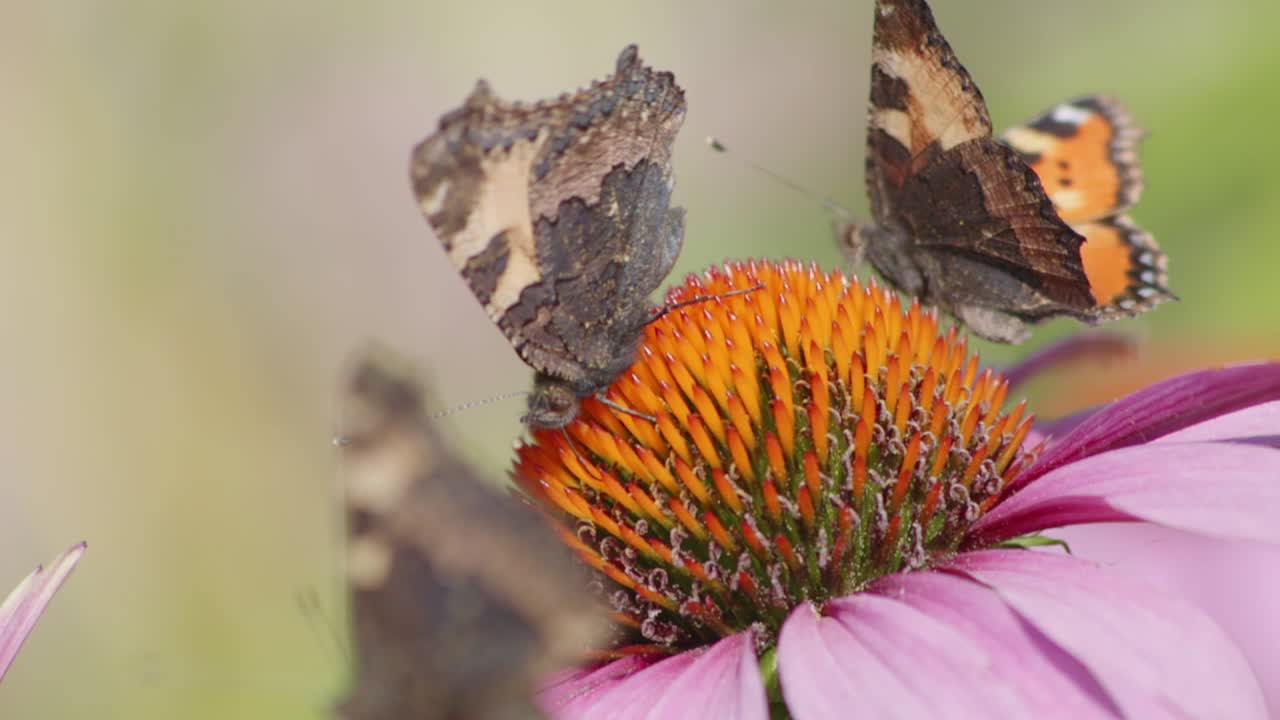 primer plano de mariposas en una flor violeta y naranja en movimiento