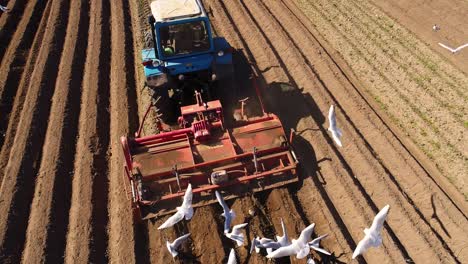 Landwirtschaftliche-Arbeiten-An-Einem-Traktor.-Landwirt-Sät-Getreide.-Hungrige-Vögel-Fliegen-Hinter-Dem-Traktor-Her-Und-Fressen-Getreide-Vom-Ackerland.