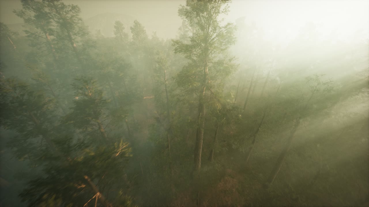 드론이 안개를  ⁇ 고 레코우드와 소나무를 보여줍니다.