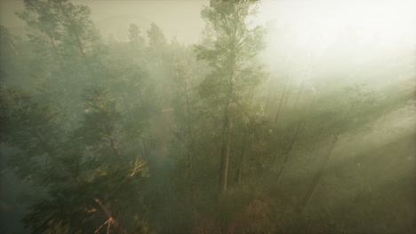 drone rompiendo a través de la niebla para mostrar la secuoya y el pino
