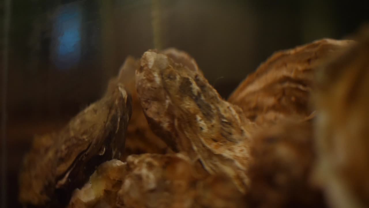 건조 된 오스트리