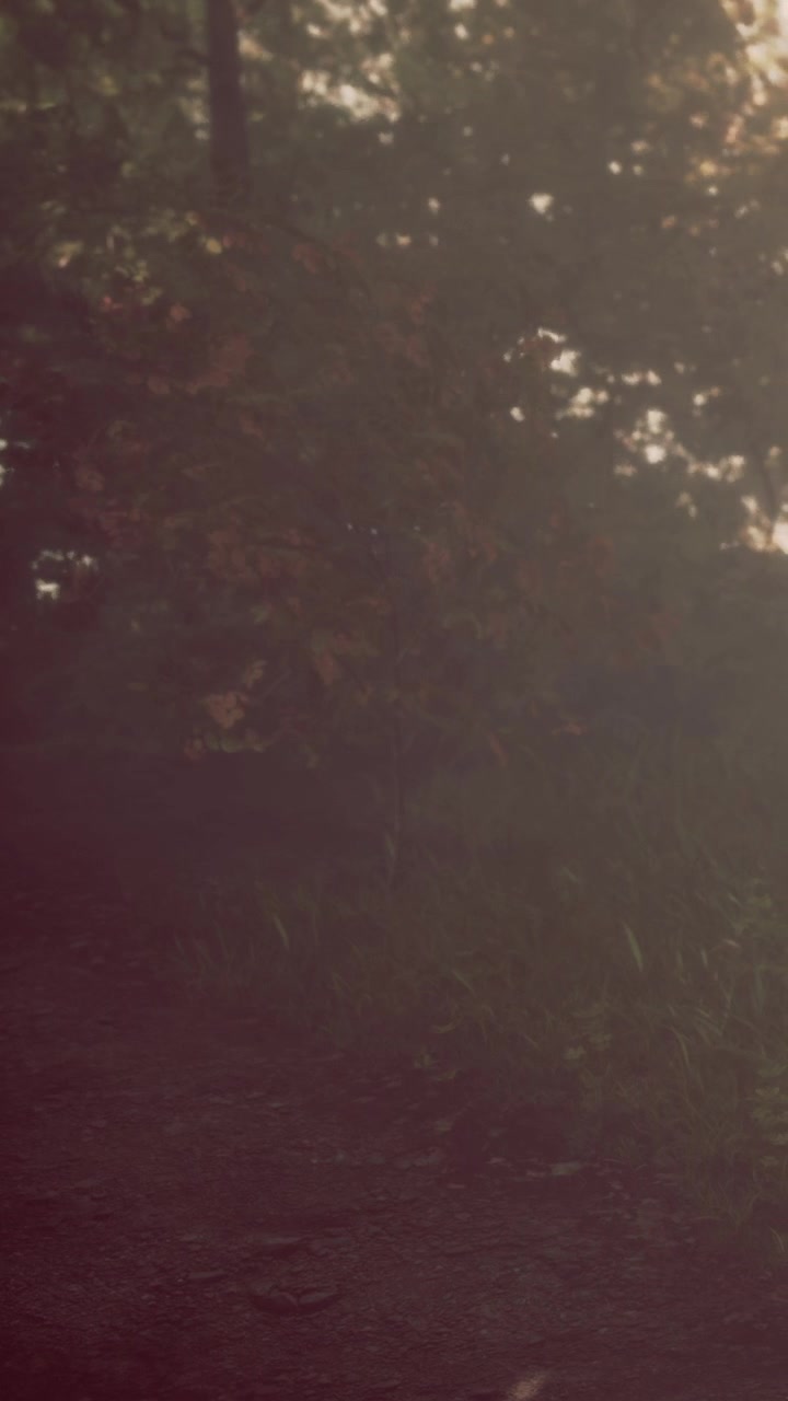 Walking on a path surrounded by trees in the afternoon light
