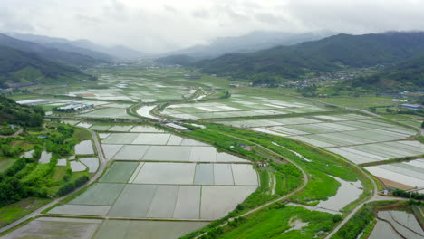 Wide-aerial-shot-of-rice-paddy-field-with-mountain-background-in-South-Korea