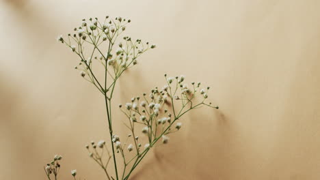 video of multiple white flowers and copy space on yellow background