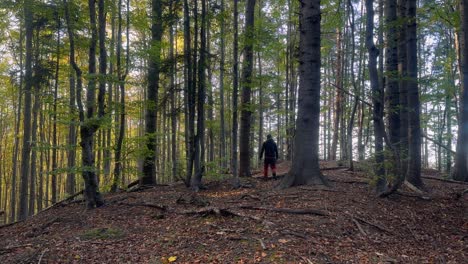 male person walks in the forest au sunset