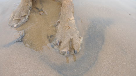 cerca de patas de perro mojadas en el mar