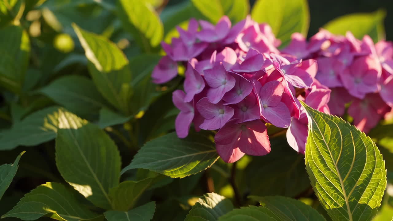 Beautiful Pink Hydrangea in Sunlight