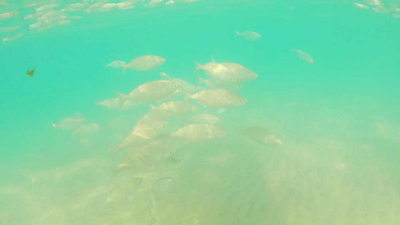 대서양, 스페인에 있는 푸에르테벤투라 섬 해저 수생 바다 물고기