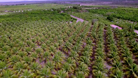 Brazilian-fruit-farming-industry,-palm-trees,-yielding-crops,-aerial