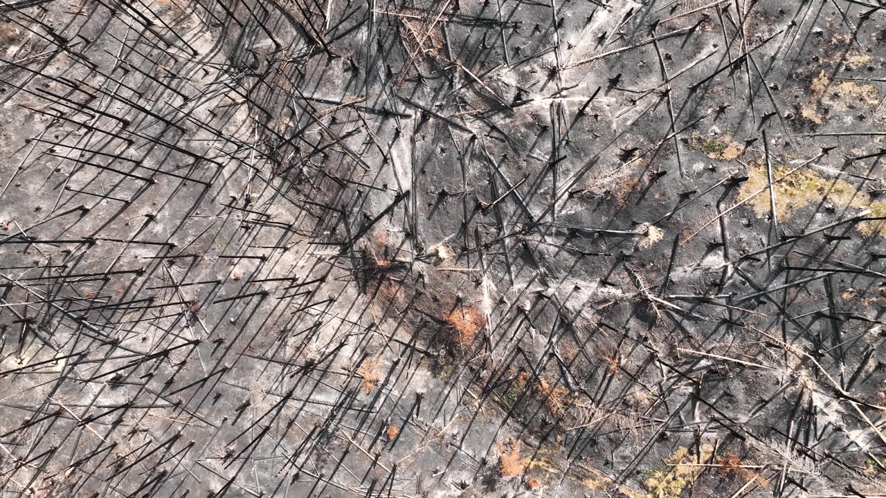 Top Down Aerial View of Apocalyptic Landscape After Wildfire, Burnt Forest and Charred Trees, High Angle Drone Shot