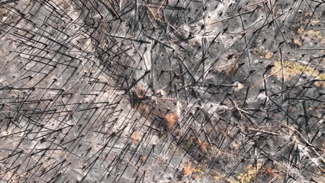 top down aerial view of apocalyptic landscape after wildfire, burnt forest and charred trees, high angle drone shot