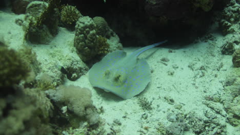 bluespotted stingray in the red sea beside the coral reef