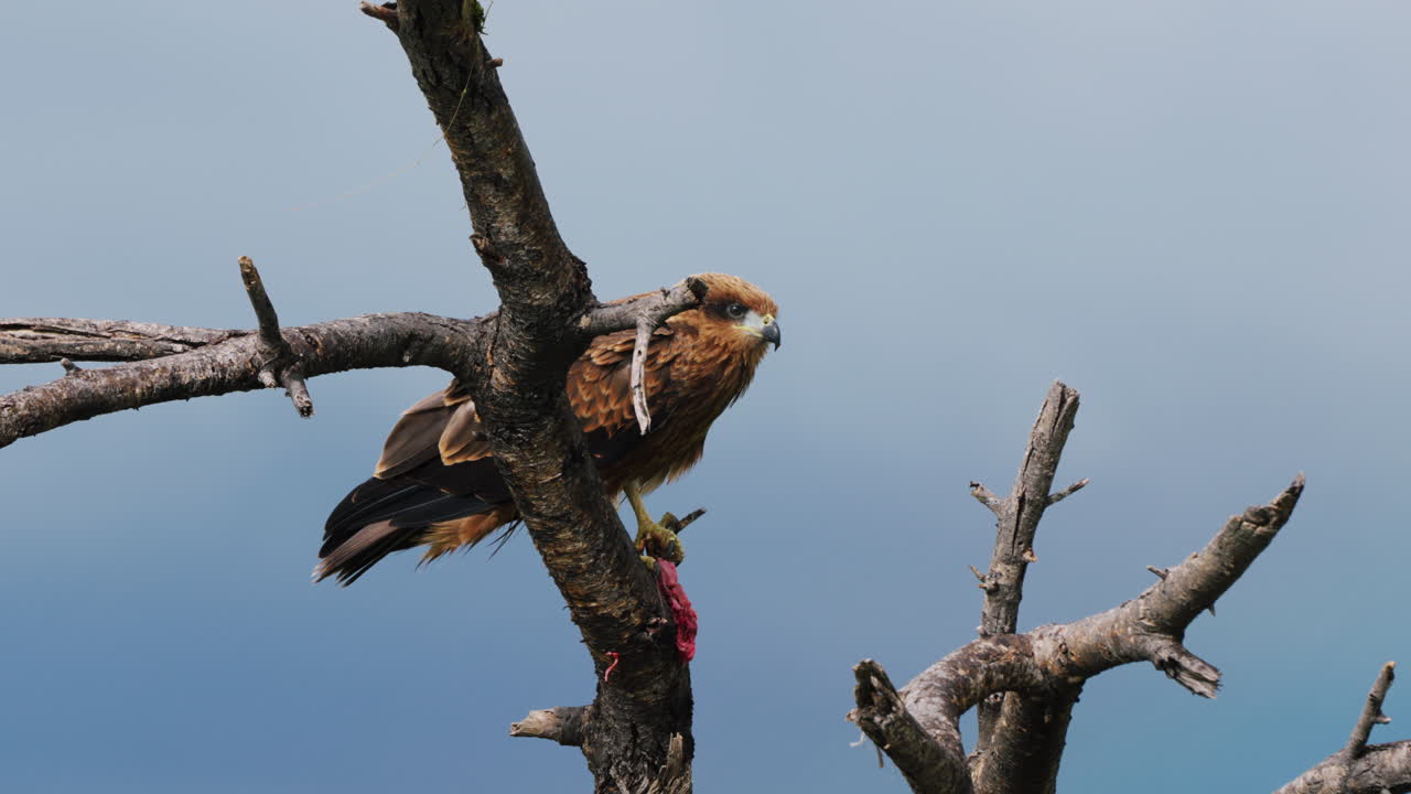 pájaro de cometa negro posado en la rama contra el cielo azul en la reserva de caza central de kalahari, botswana - tiro de ángulo bajo