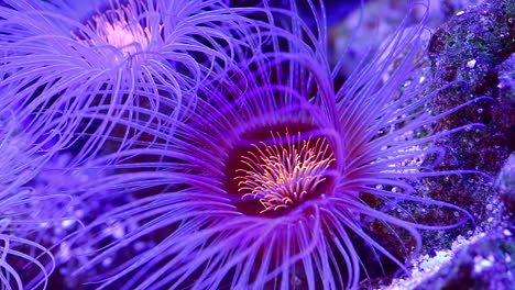 coral reef flowers