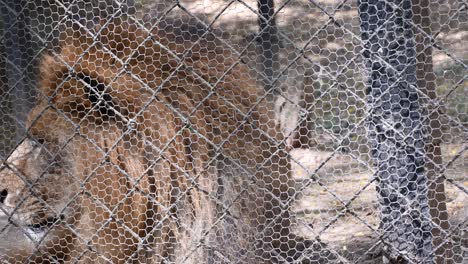 huge male lion cage in the zoological park of bannerghatta zoological park