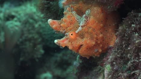 orange warty frogfish  profile shot