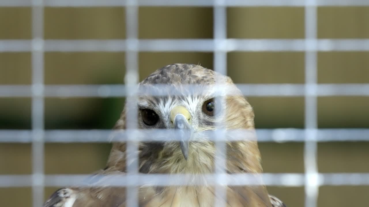 Portrait of a majestic hawk in a cage, a concept of wildlife in captivity