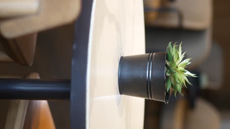 plant on a cafe table