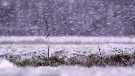 close up static shot of grassy and weeds in a heavy snowstorm with the wind blowing and large snowflakes, slow motion