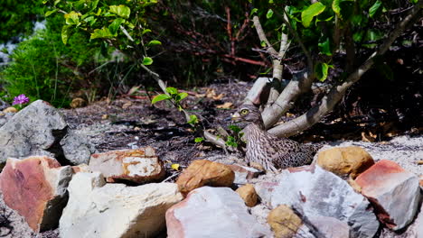 Spotted-thick-knee-laying-on-eggs-get-startled-and-moves-off-her-nest,-closeup