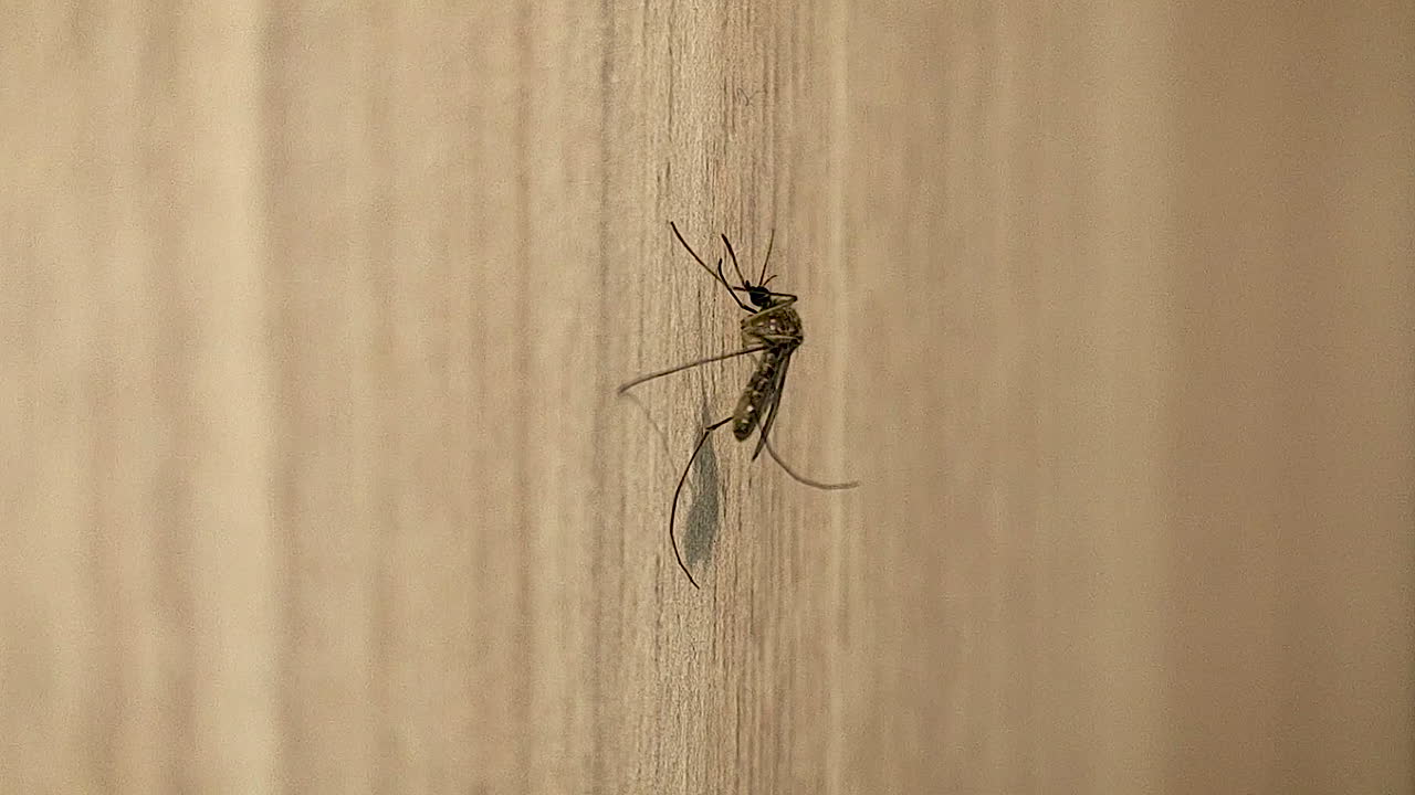Inseto mosquito na superfície da parede mostrando detalhes macro, sombra e textura, útil para conceitos de controle de pragas, higiene, risco de doenças e condições de vida em ambientes internos.