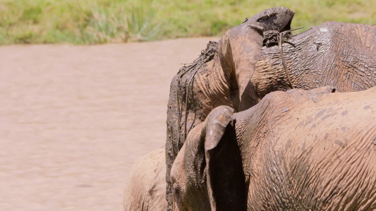 Herd of African Bush Elephants splashing muddy water