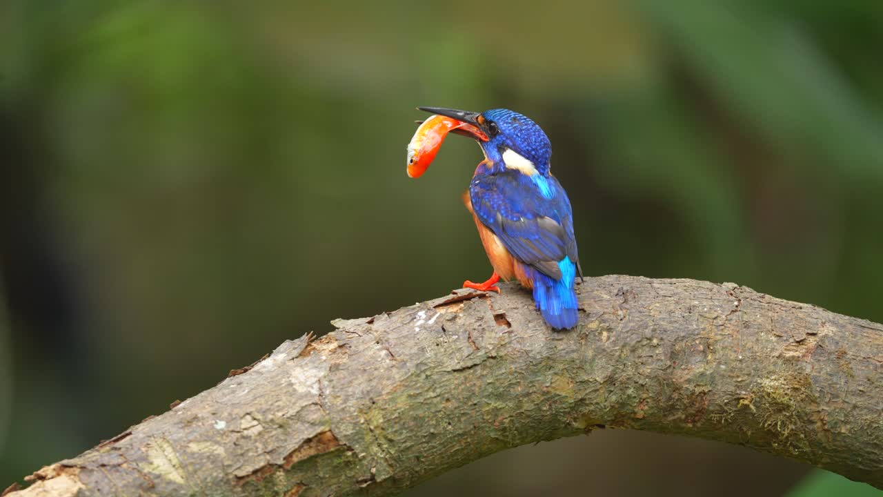 De schattige blauwoorkoningvogel slaat verse vis op een tak.