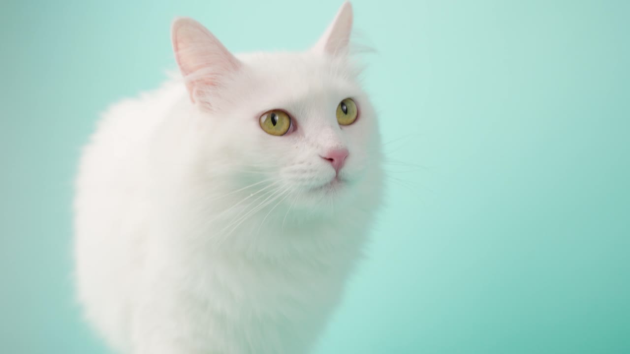 Gato angorá turco posando em um plano de fundo turquesa