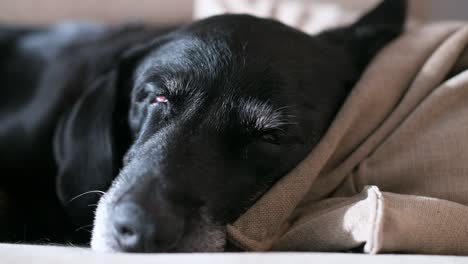 a senior black dog sleeps comfortably on a couch