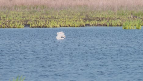 Eurasian-Spoonbill-wading-bird-preening-its-feathers-in-river-stream